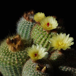 Schlosser Cactus