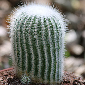 Silver Ball Cactus