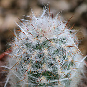 Old Man of the Mountain Cactus