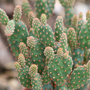 Desert Gem Cactus