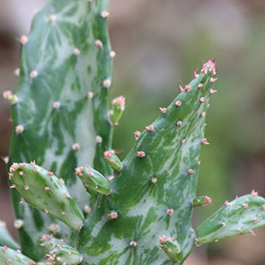 Maverick Cactus
