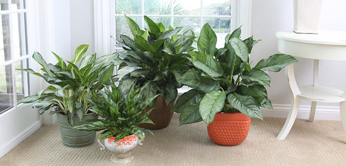4 beautiful Chinese Evergreen plants decorating a room