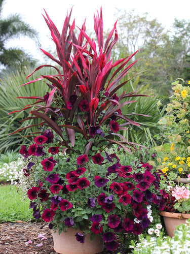 How to Keep Your Container Gardens Alive Over Summer