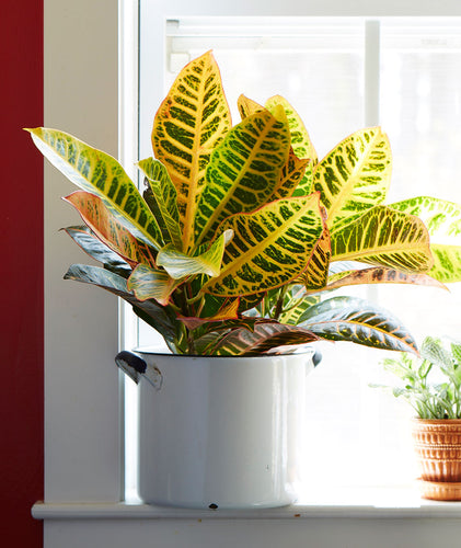 Most Popular Houseplants