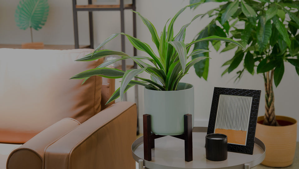 Dracaena houseplant in decorative pot in living room