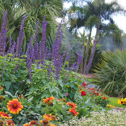 Drought-Tolerant Gardening in Florida