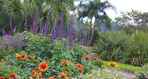 Drought-Tolerant Gardening in Florida