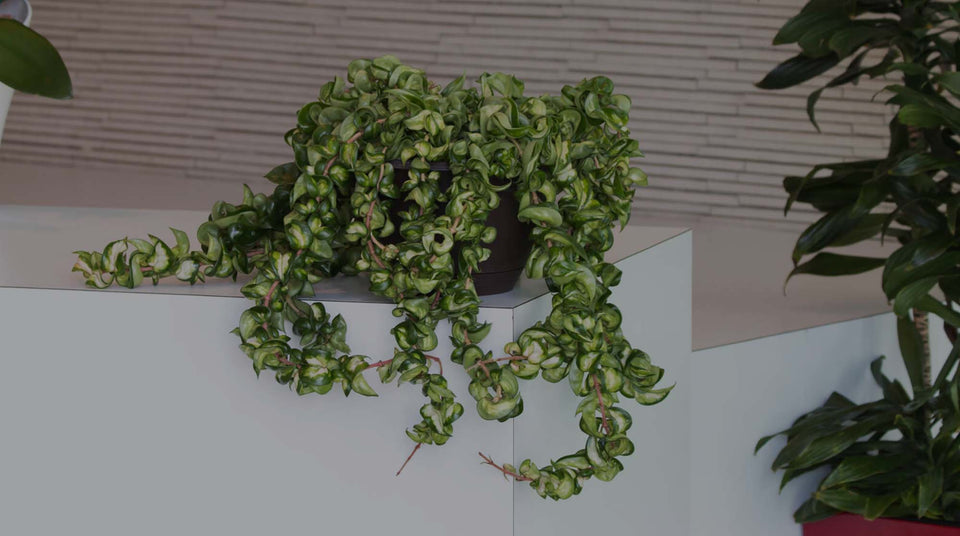 Variegated Rope Hoya (Hoya compacta) on white tabletop in room