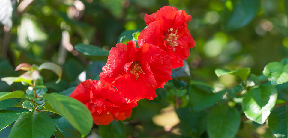 Flowering Quince