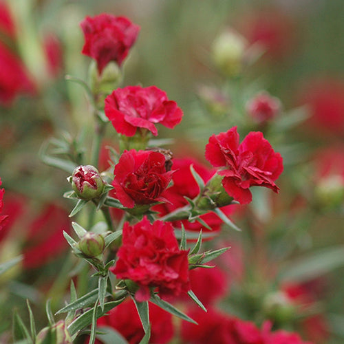 Perennials for Fragrance