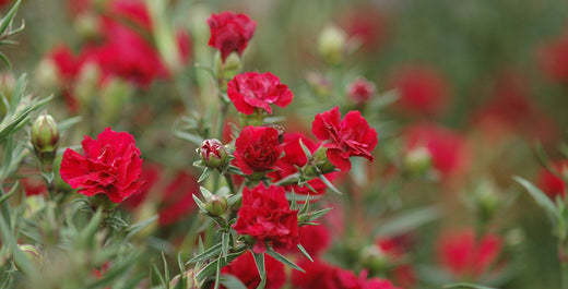 Perennials for Fragrance
