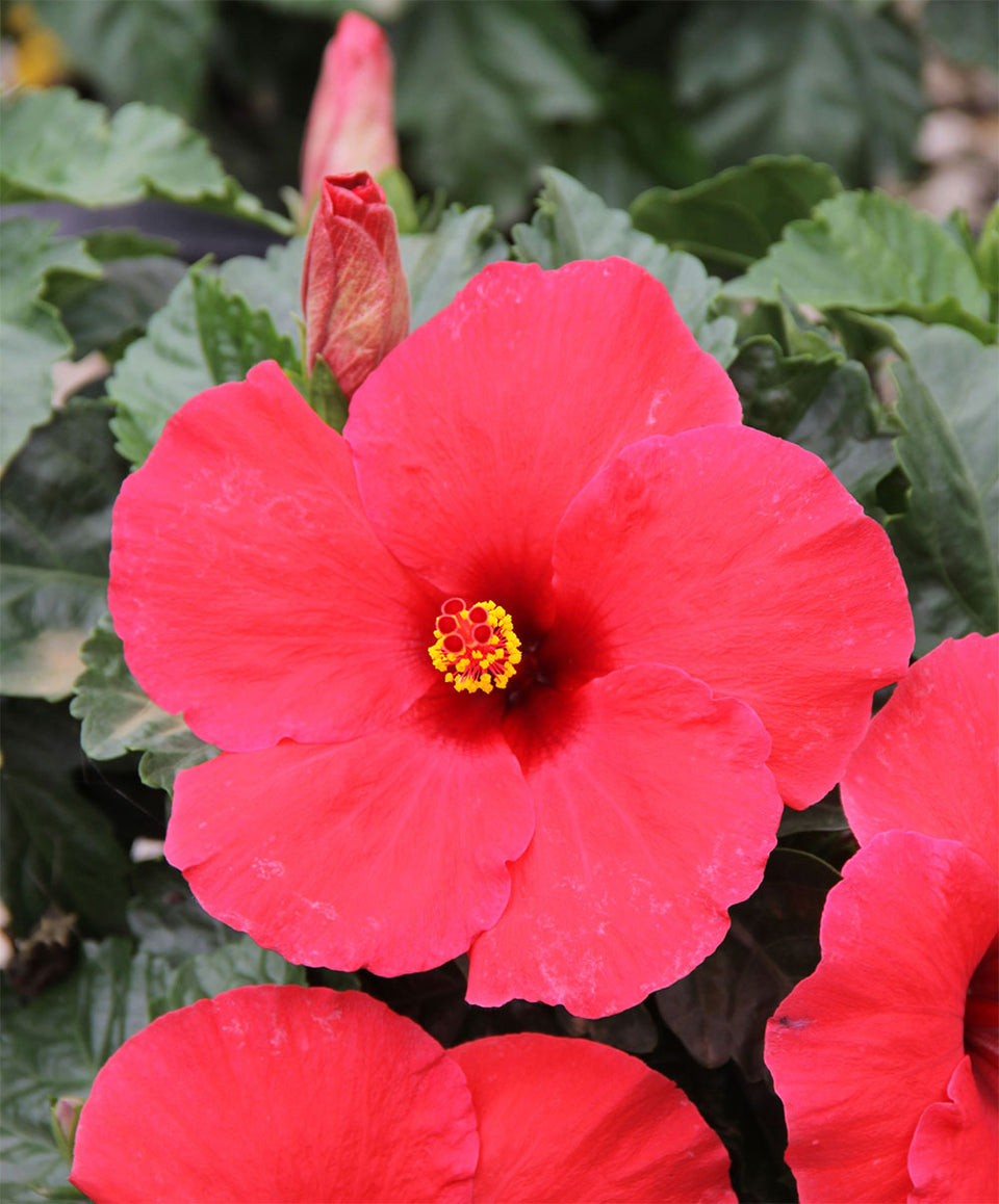 Hot Plants for Bold Color All Summer Long