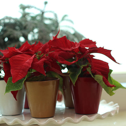 Pets and Holiday Plant Myths