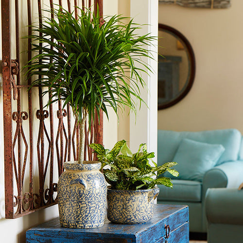 Terrific Trees Are Fantastic Houseplants
