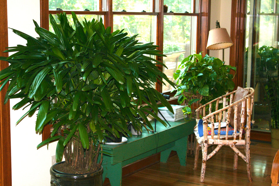 Houseplants Make You Healthier