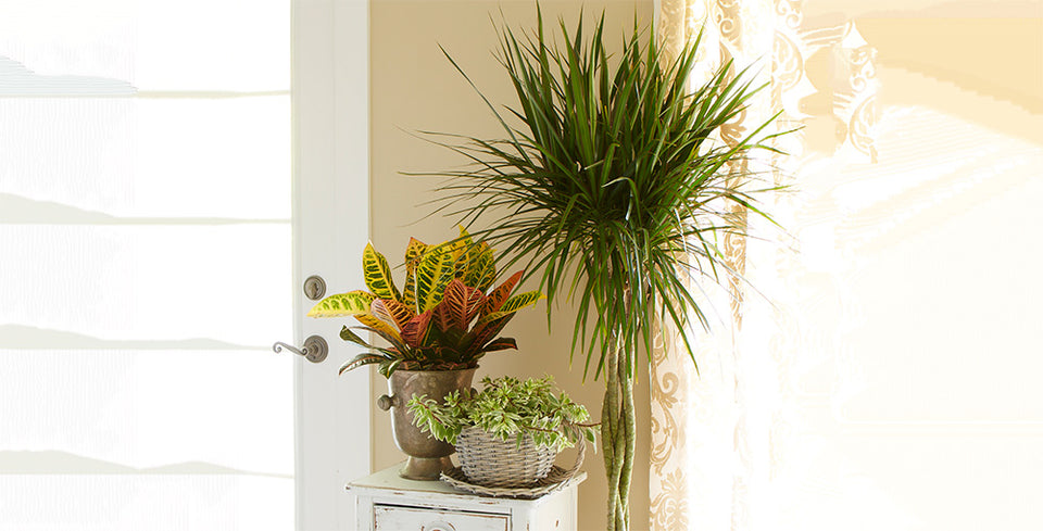 3 Starter Tips for Success with Indoor Plants