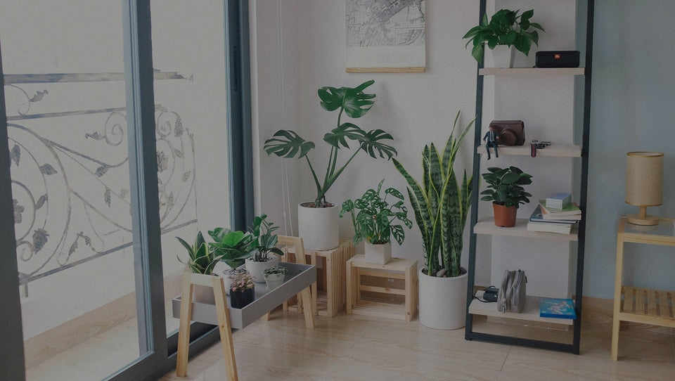 Living room with large window and a variety of houseplants