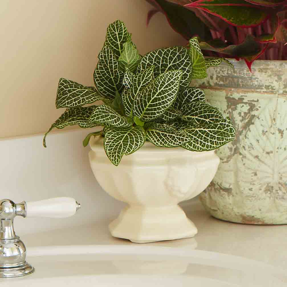 Best low-light indoor plants