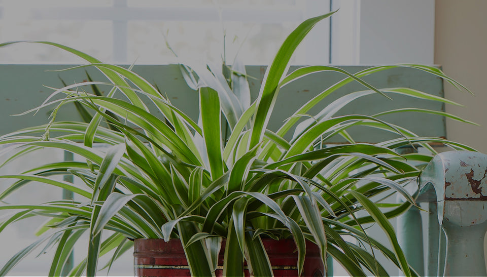 Low-water spider plant houseplant in front of a window
