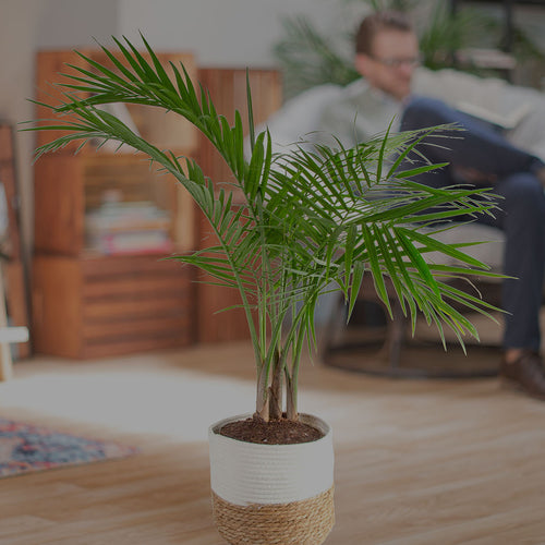 Majesty Palm houseplant in living room in decorative pot