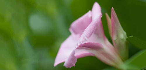 closeup picture of Mandevilla flower
