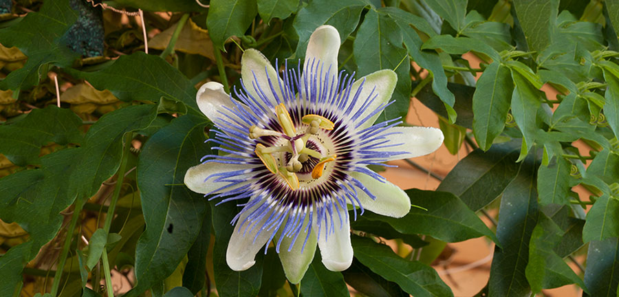 Passionflower