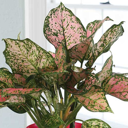 Pink Houseplants Are Perfect Home Décor