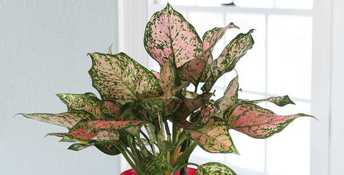 Pink Houseplants Are Perfect Home Décor