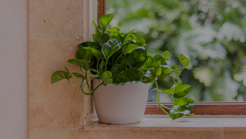 Global Green Pothos in decorative pot on windowsill