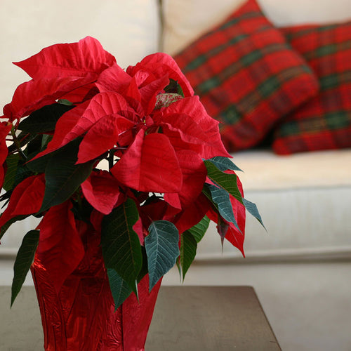 A Shopper's Guide to Buying Perfect Poinsettias