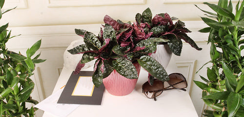 A decorative indoor Purple Waffle Plant in a ribbed pink pot, surrounded by a pair of sunglasses, an envelope, and a book with a golden edge