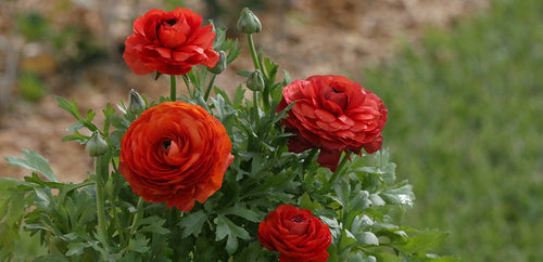 Ranunculus