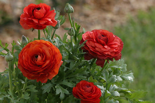 Ranunculus