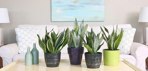Snake Plant