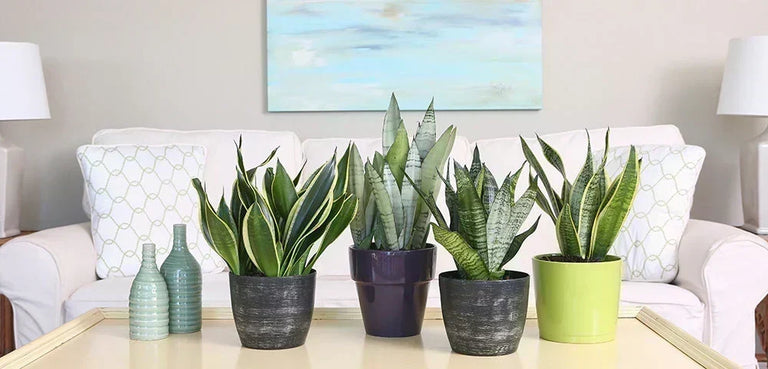 Snake Plant