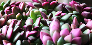 Pinktip Succulent