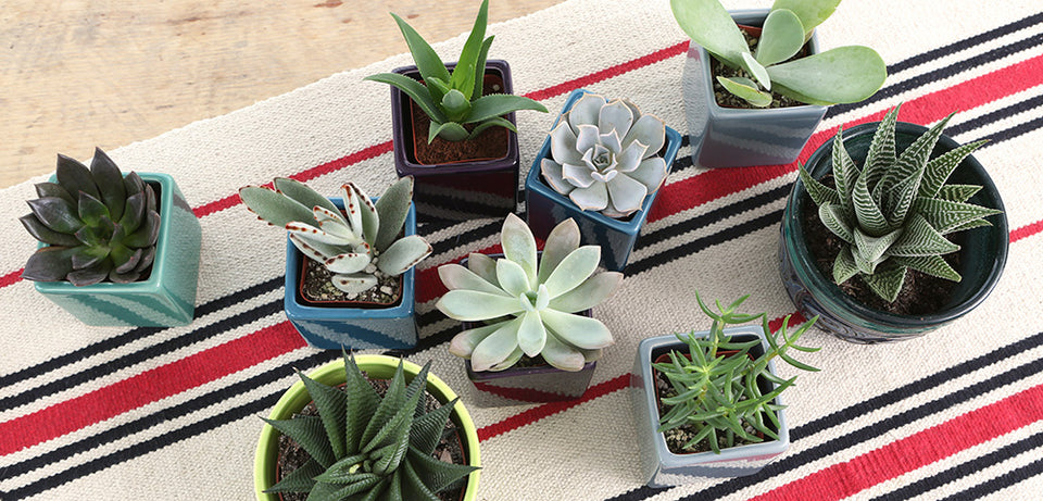 Succulents