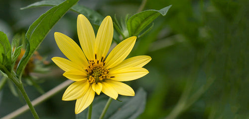 Sunflower, Perennial