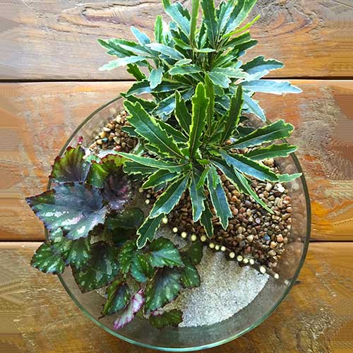 Terrariums: Living Landscapes
