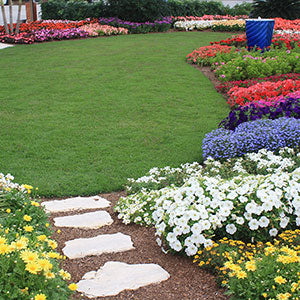5 Fabulous Annual Flowers for Beginners