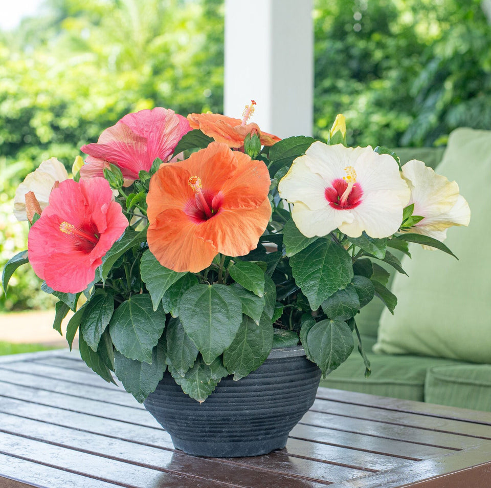 Tropical Hibiscus varieties in a bowl on a patio table on shaded patio at Costa Farms Trial Garden