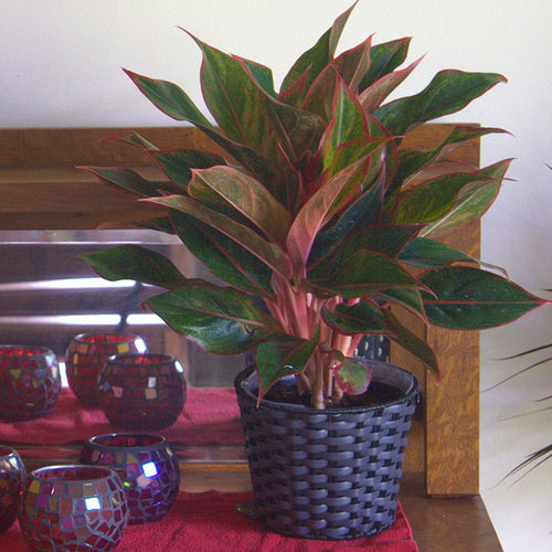 Use Houseplants to Decorate for Fall