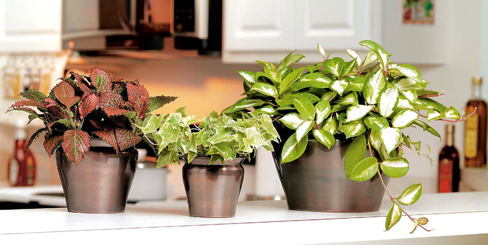 Costa Farms Happiest Houseplant Photo Contest