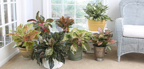 Several ColorfCul Aglaonema plants decorating a room