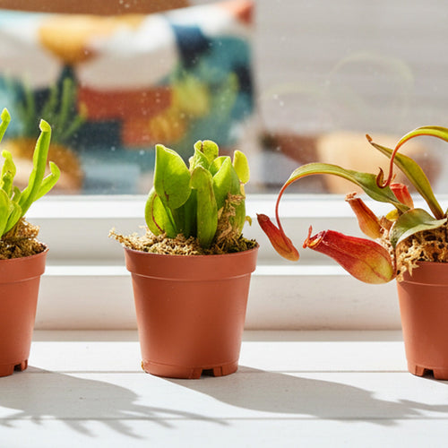 Carnivorous Plants: Types, Care, and How to Grow Them
