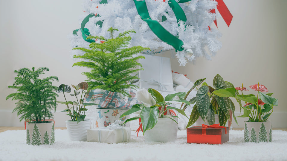 Collection of holiday houseplants in front of a whiteChristmas Tree 