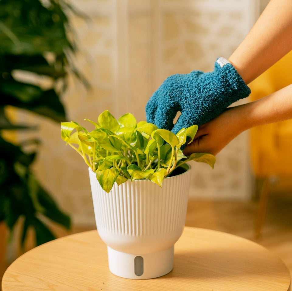 Variegated Neon Joy Pothos, a climbing/trailing houseplant, in a self-watering planter on a wood side table in a living room with someone cleaning the leaves with blue gloves