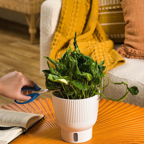 Closeup of a Shangri-La Pothos houseplant in a self-watering container on an orange table in a living room in front of a white sofa