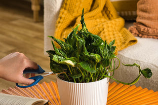 Closeup of a Shangri-La Pothos houseplant in a self-watering container on an orange table in a living room in front of a white sofa
