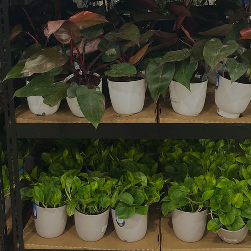 Philodendron Pink Princess and Pothos Global Green for sale on shelves at a Costco store